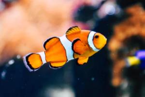 世界杯里没有的，现代足球的隐喻与反思世界杯里没有